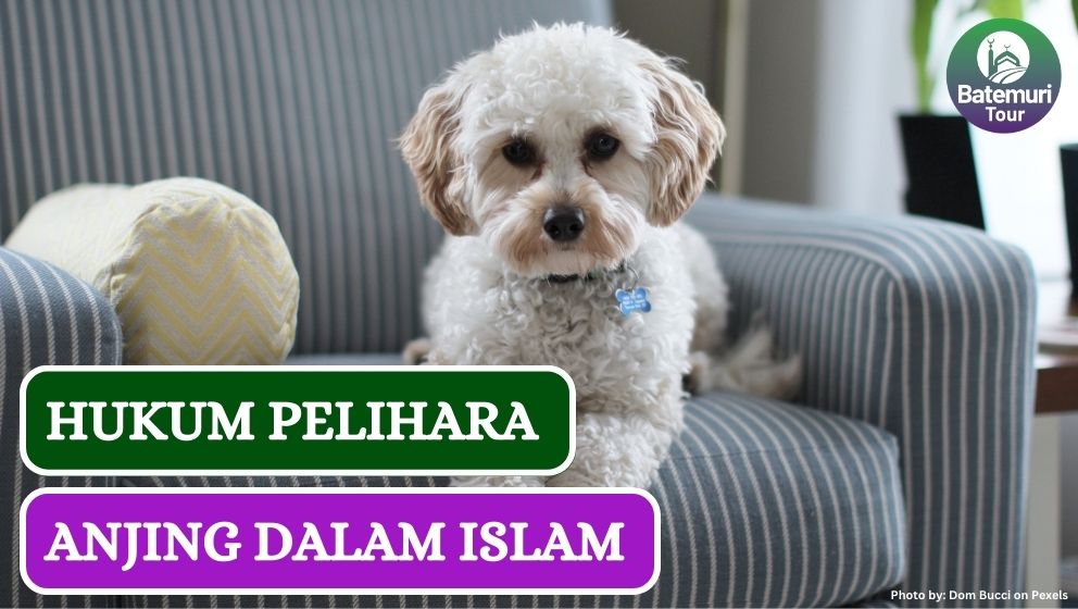 Hukum Pelihara Anjing Bagi Seorang Muslim